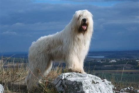 South Russian Ovcharka Russian Sheepdog White Russian Dog