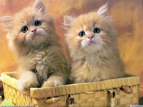 The Free Little Cute Kitty Desktop Wallpaper Pictures For