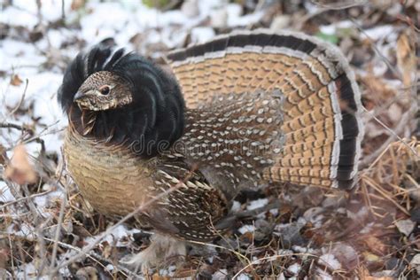Ruffed Grouse Tail Feathers