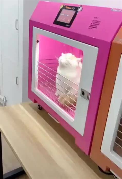 Cat Microwave Rofcoursethatsathing