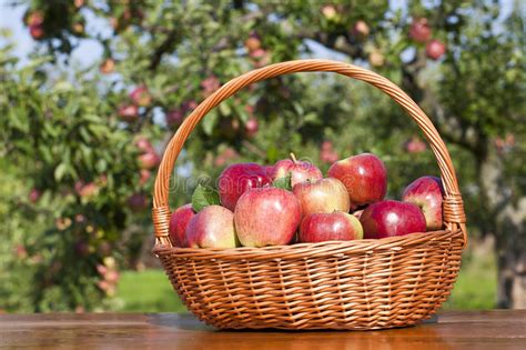 Apple Basket Stock Image Image Of Natural Apple Fresh 20818309