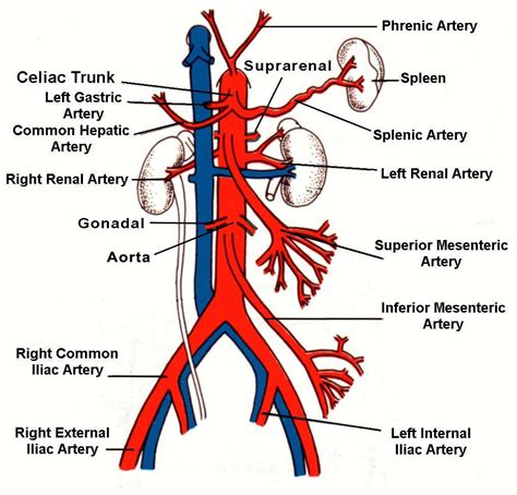 This allows for modulation of vessel caliber and thus control of blood pressure. Arteries of the abdomen at University of Oregon - StudyBlue