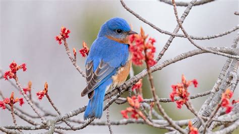 Bluebirds Bringing Color And Song To Backyards And Conservation Efforts
