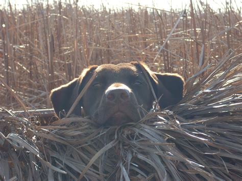 Duck Blind Hunting Dogs Waterfowl Hunting Retriever
