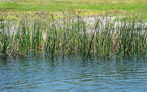 Make The Most Of Your Pond This Year Panhandle Agriculture