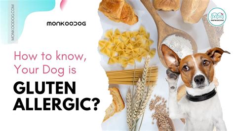 Allergies are common in dogs. Does your Dog have Gluten Allergy: Symptoms,Diagnosis ...