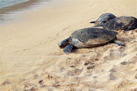 Free Images Beach Nature Sand Shore Animal Wildlife Sea Turtle