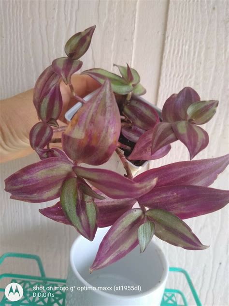 Tradescantia Zebrinawandering Jewcreeping Purple Hearthanging Plant