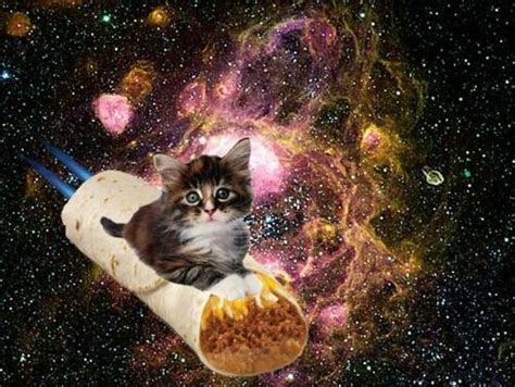 Burrito Cat Crazy Cat Lady Crazy Cats Trippy Cat Internet Cats Cat