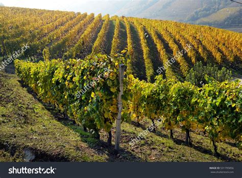 Panorama Of Autumn Vineyards In Italy Piedmont Piedmont Cabernet