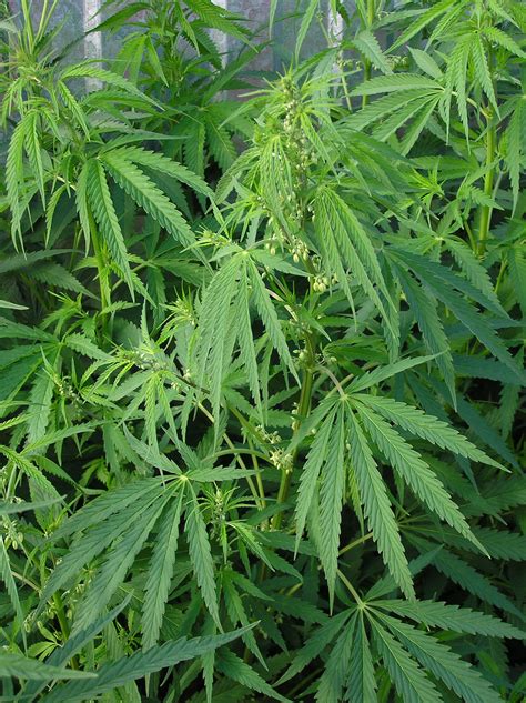 Конопля сорная Cannabis Ruderalis ⋆ Сорные растения