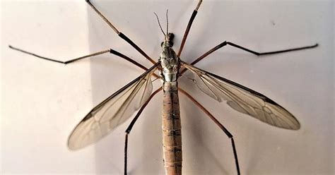 Why So Many Daddy Long Legs Are Invading Our Homes Wales Online