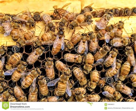 A Queen Laying Eggs On New Brood Frame With Uncapped Honey And Brood