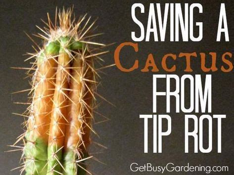 Cactus (family cactaceae) make interesting additions to landscapes in u.s. How To Save A Rotting Cactus Plant | Cactus, Cactus plants ...
