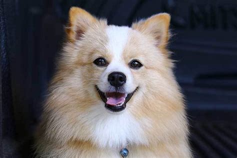 Pomchi Is The Pomeranian Chihuahua Mix The Right Dog For You