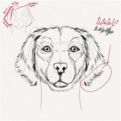 How To Draw A Dog Face A Step By Step Tutorial Artlex Anhvu Food