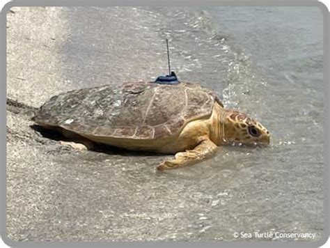Sea Turtle Tracking Active Sea Turtles Sea Turtle Conservancy