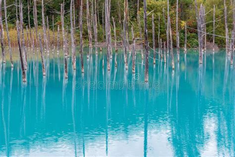 Blue Pond In Biei Hokkaido Japan Stock Photo Image Of Japan Autumn