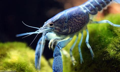 What Do Blue Lobsters Eat Katynel