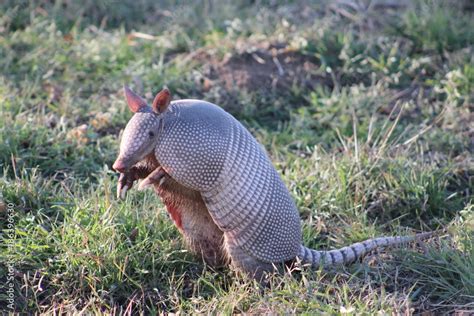 Armadillo Standing On His Hind Legs Looking Forward Stock Photo Adobe