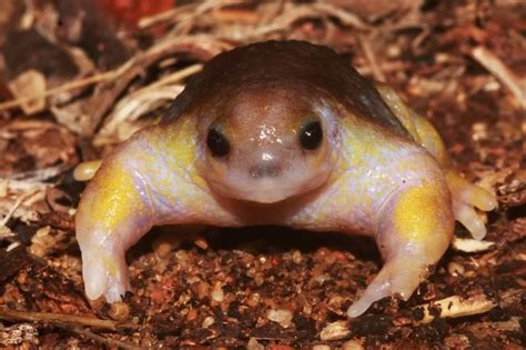 Australian Turtle Frog