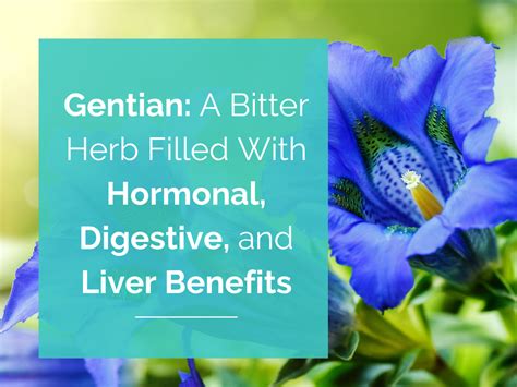 Gentian A Bitter Herb Filled With Hormonal Digestive And Liver