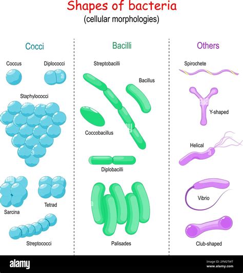 Formes De Bactéries Morphologies Cellulaires Bacilles Cocci Autres
