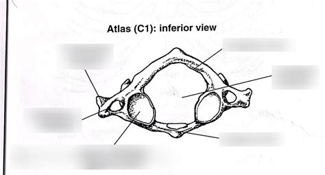 Atlas C1 Inferior View Diagram Quizlet