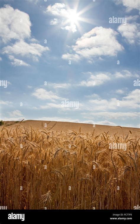 Golden Wheat Field With Bright Blue Sky Above Stock Photo Alamy