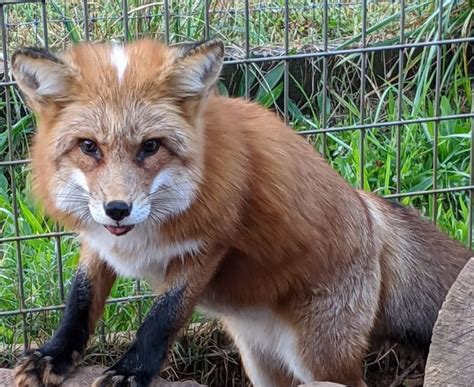Wnc Nature Center To Welcome New Red Foxes