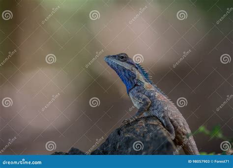 Blue Crested Lizard In Tropical Forest Thailand Stock Image Image Of