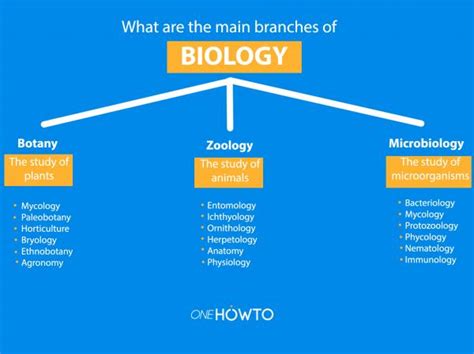 What Are The Main Branches Of Microbiology