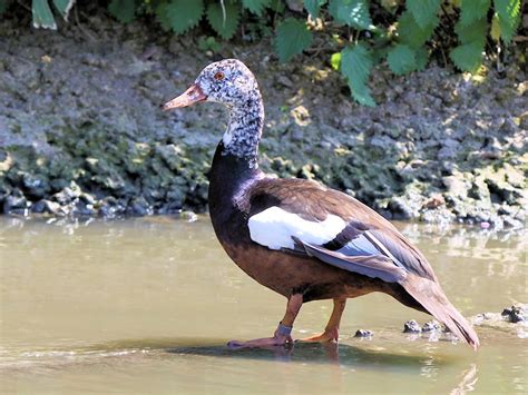 Identify White Winged Duck Wwt Slimbridge