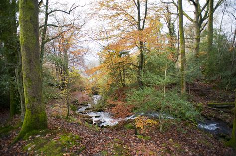 Creek Running Through An Autumn Forest 3981 Stockarch Free Stock