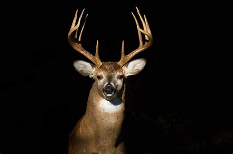 The History And Characteristics Of Whitetail Deer Everything You Need