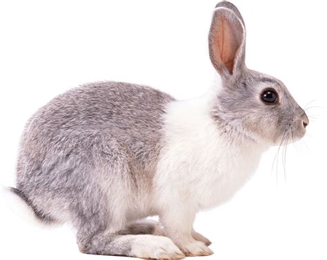 White Gray Rabbit Sideview Png Image Rabbit Png Rabbit Pictures Rabbit