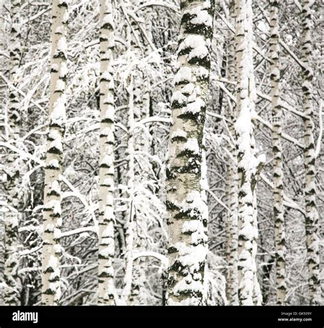 Snow Covered Birch Trunks Background Stock Photo Alamy