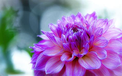 Dahlia Delicate Purple Flower Desktop Wallpaper Hd