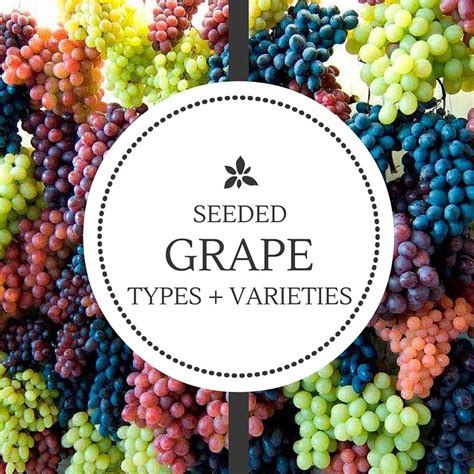 Grape Types Chart