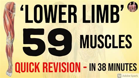 59 Lower Limb Muscles Quick Revision‎️‍🔥 Anatomy Decoded Anatomy