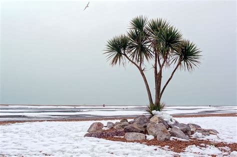 Image Result For Palm Trees In The Snow Folkestone Palm Trees Jamie