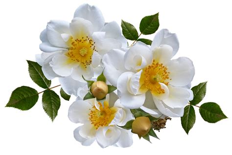 Rose Flower White · Free Photo On Pixabay