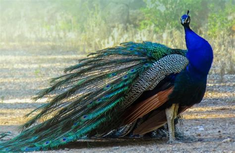 Can Peacocks Fly Interesting Facts With Pictures Birds Fact