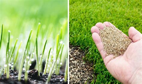 How Long Does Grass Seed Take To Grow Four Ways To Make Your Grass
