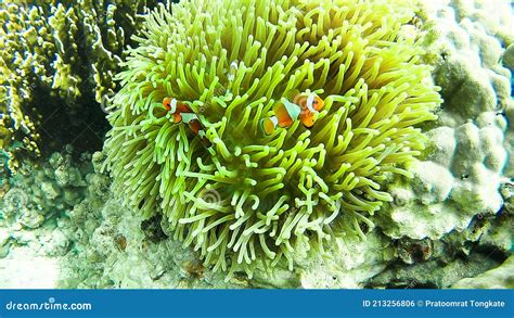 Sea Anemones With Clown Fish Amphiprion Ocellaris On Tropical Coral