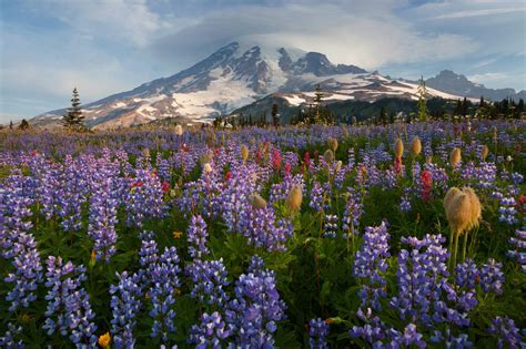 Sunrise At Mount Rainier The April Photo Of The Month — The Nature