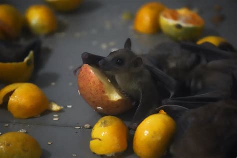 Egyptian Fruit Bat Zoochat