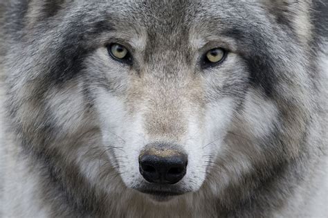 Canadian Timber Wolf Timber Wolf Grey Wolf Wolf With Blue Eyes