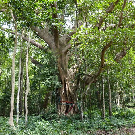 9 Species Of Fig Ficus Trees For Indoor And Outdoor Gardening