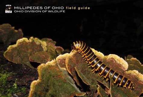 Millipedes Of Ohio Field Guide Pdf Docslib